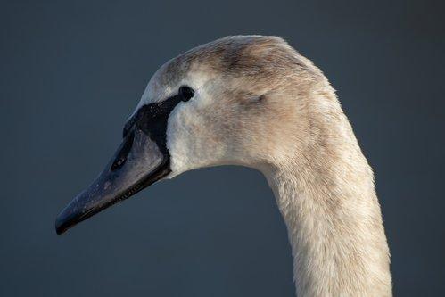 Black, grey and white swans